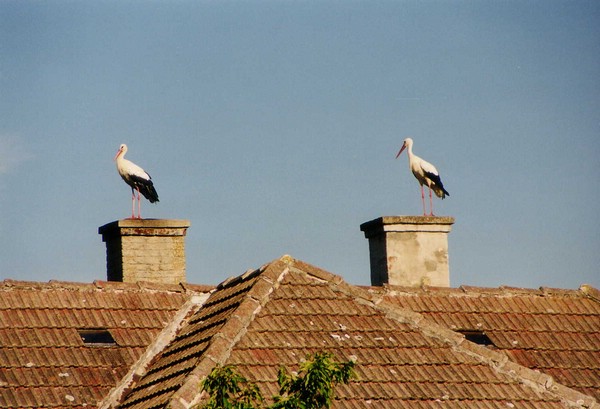 19990800 Weitra Haus mit Strche  am Dach.jpg